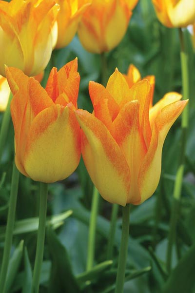 La Tulipe Moonblush